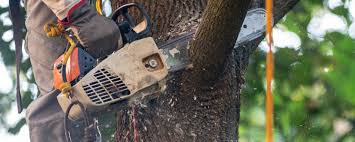 Leaf Removal in Artesia, CA