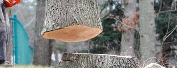Tree and Shrub Care in Artesia, CA