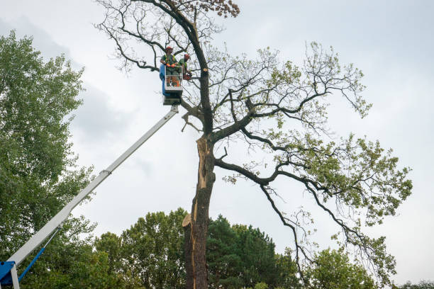 Artesia, CA Tree Care Company