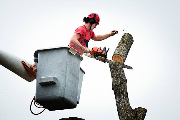 Best Hazardous Tree Removal  in Artesia, CA